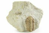 Kainops Trilobite - Black Cat Mountain, Oklahoma #376946-3